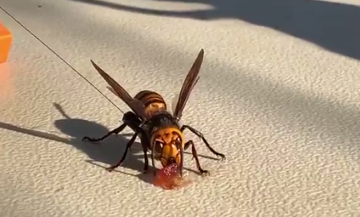 'The rumors are true'; Nest of 'murder' hornets found in Washington state