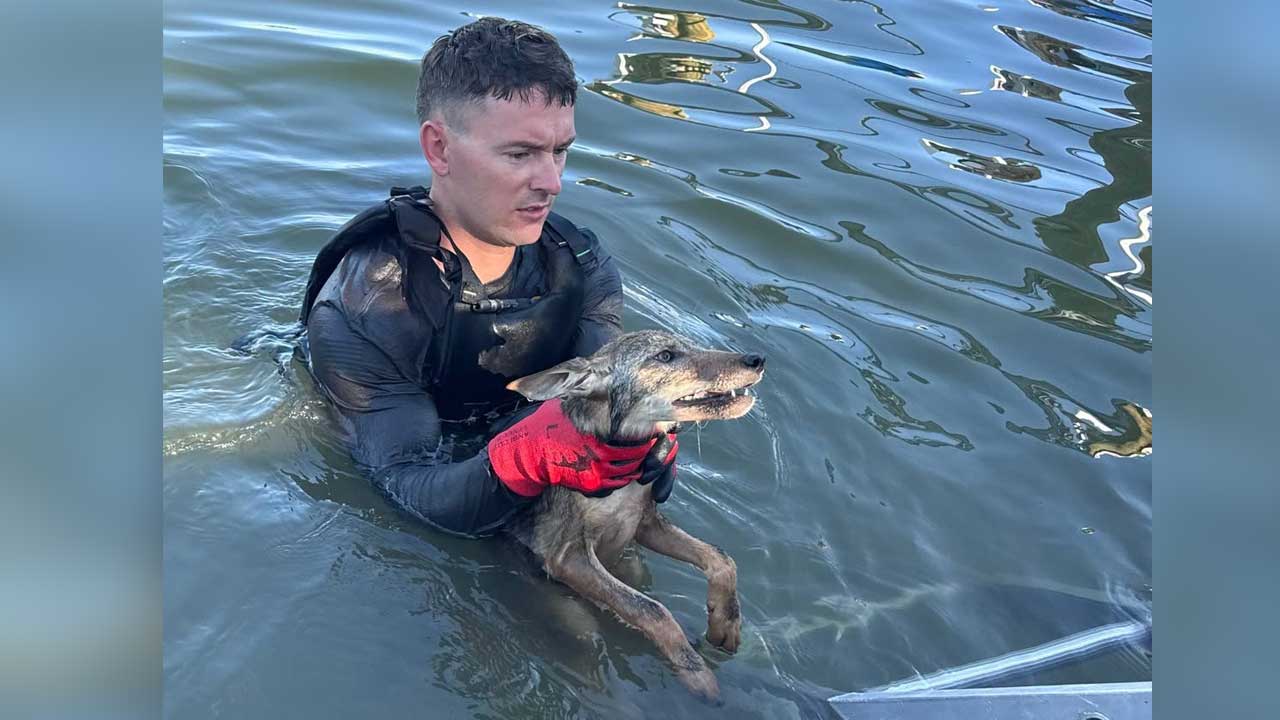 Crews in Cape Coral responded to a call of a dog in a canal in Britannia Lake on June 22, 2026, but discovered a coyote pup, according to a post on the agency's Facebook page. 