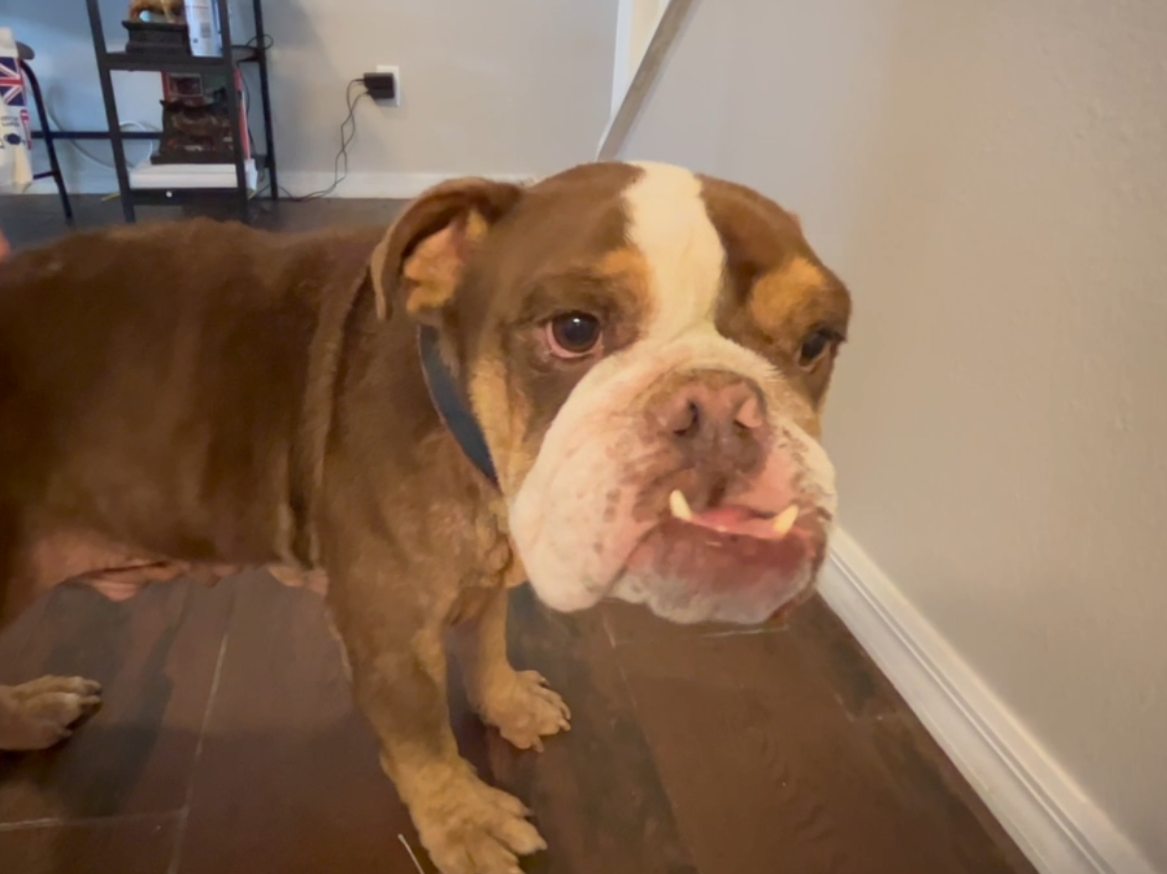 Dobby the English Bulldog