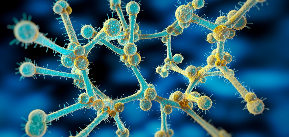 Candida auris