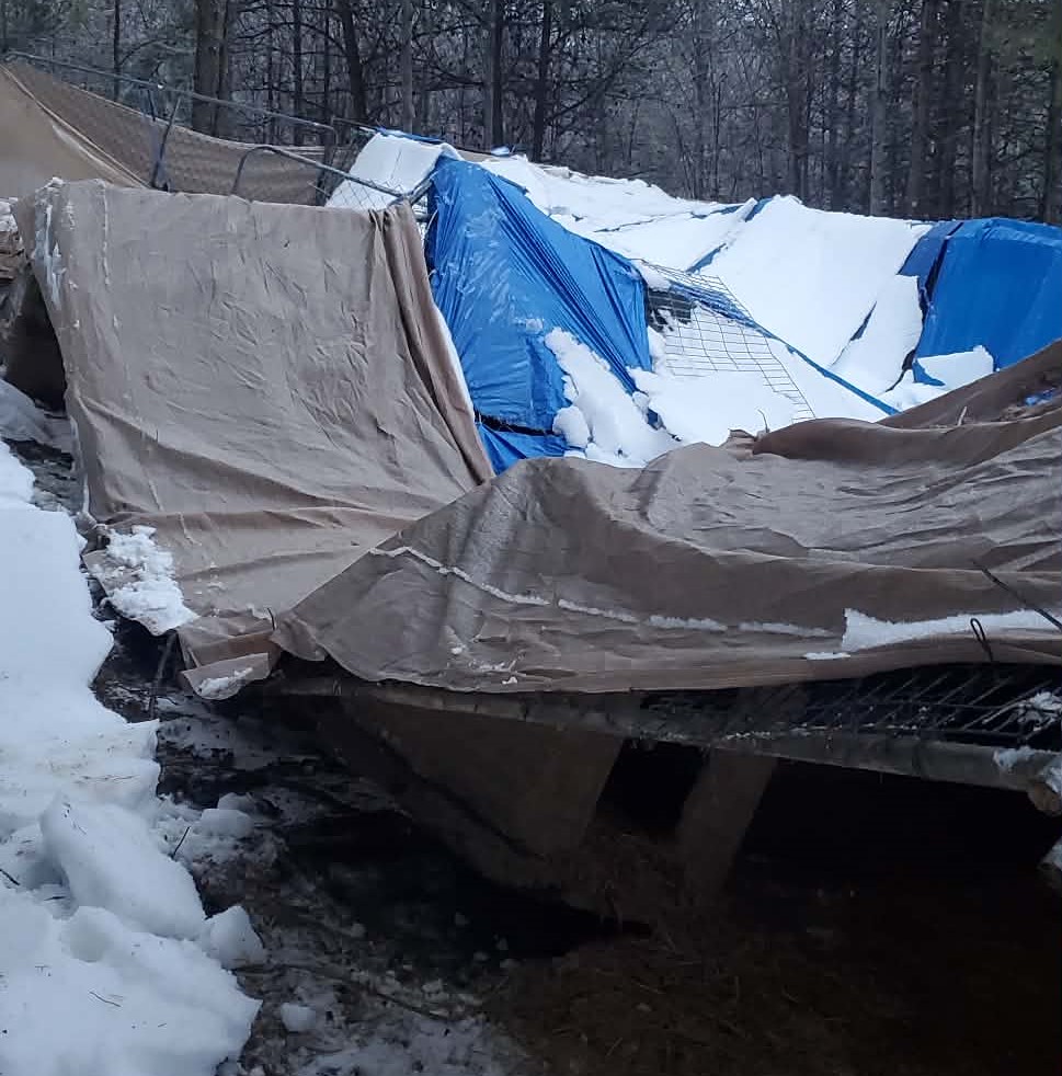 Kentucky Paws Animal Rescue