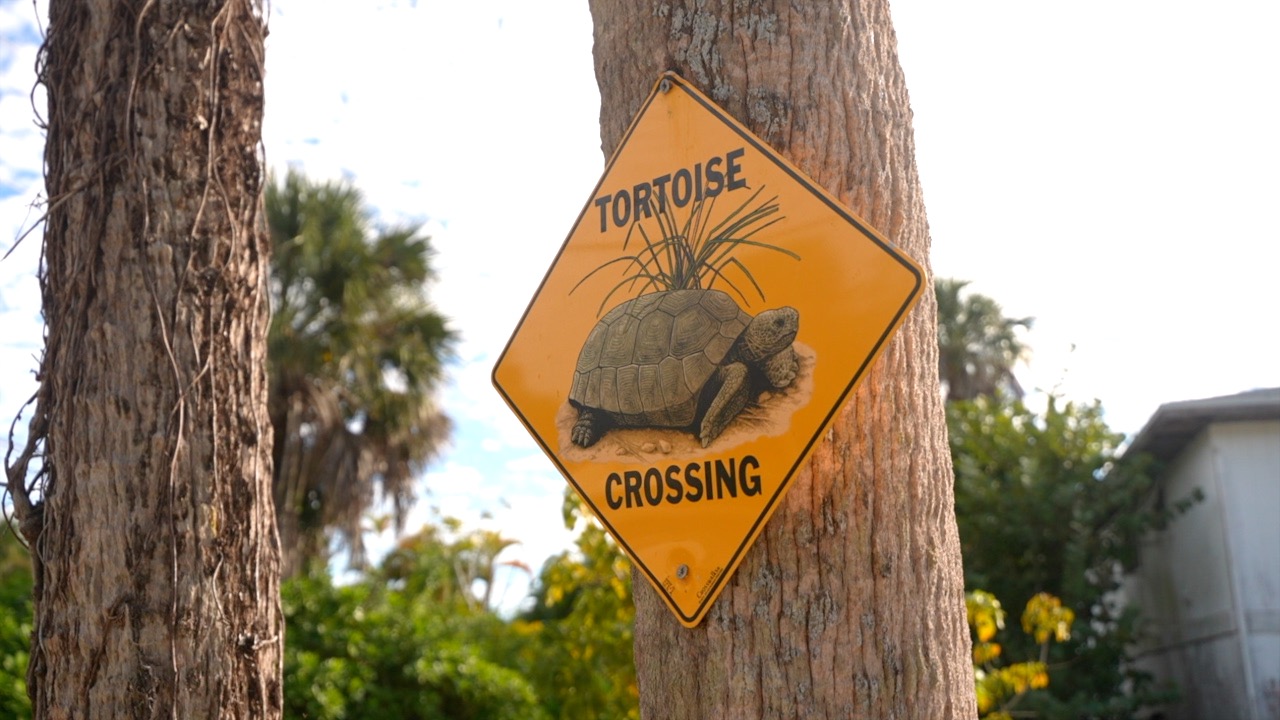 Tortoise crossing sign