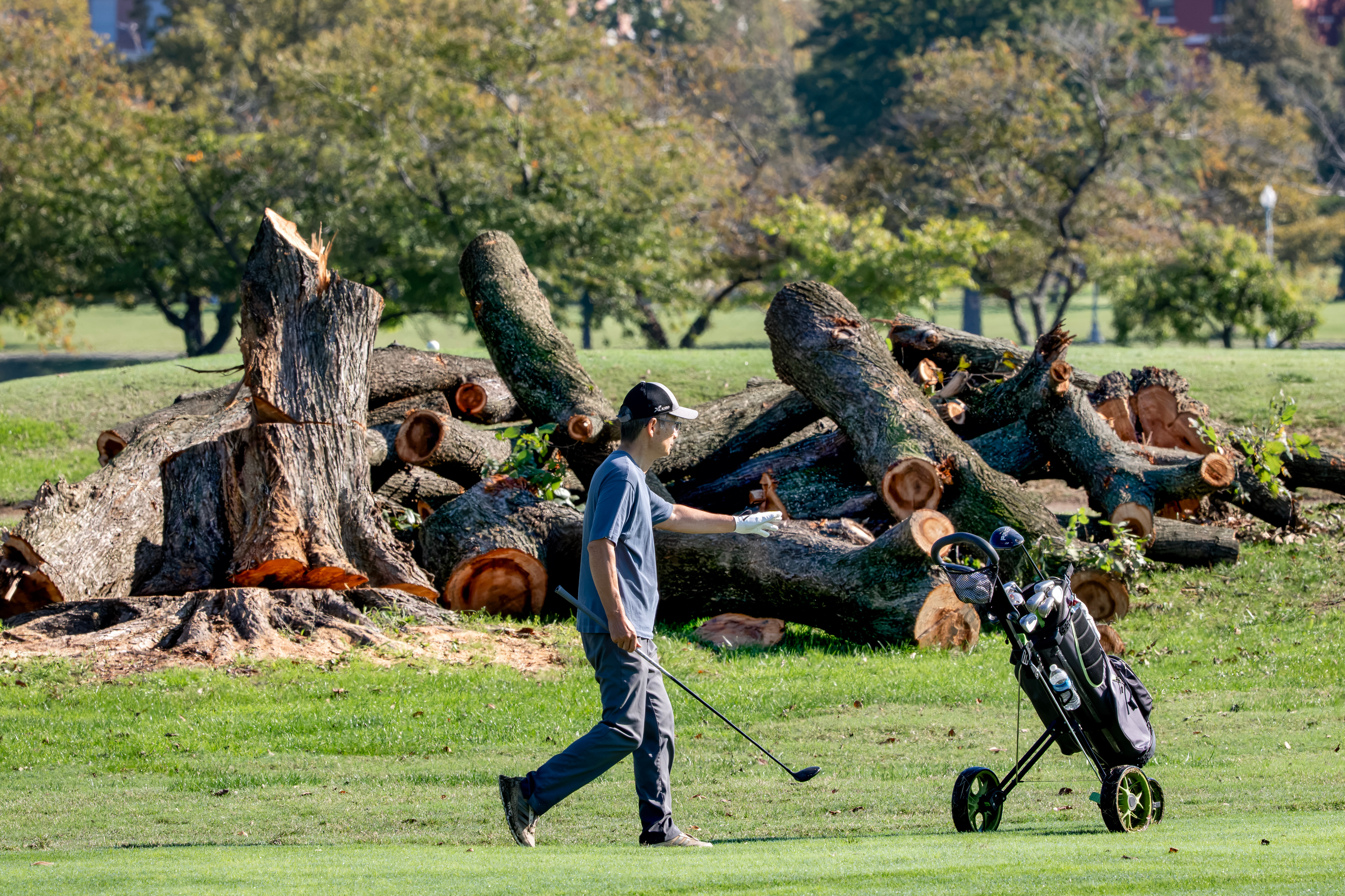 A golfer walks near log sections cut from trees at the East Potomac Golf Links, in Washington, Tuesday, Oct. 13, 2026.