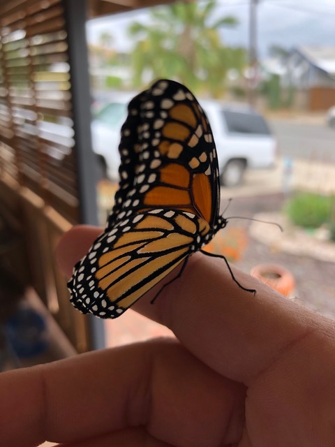 fresh Monarch.jpeg