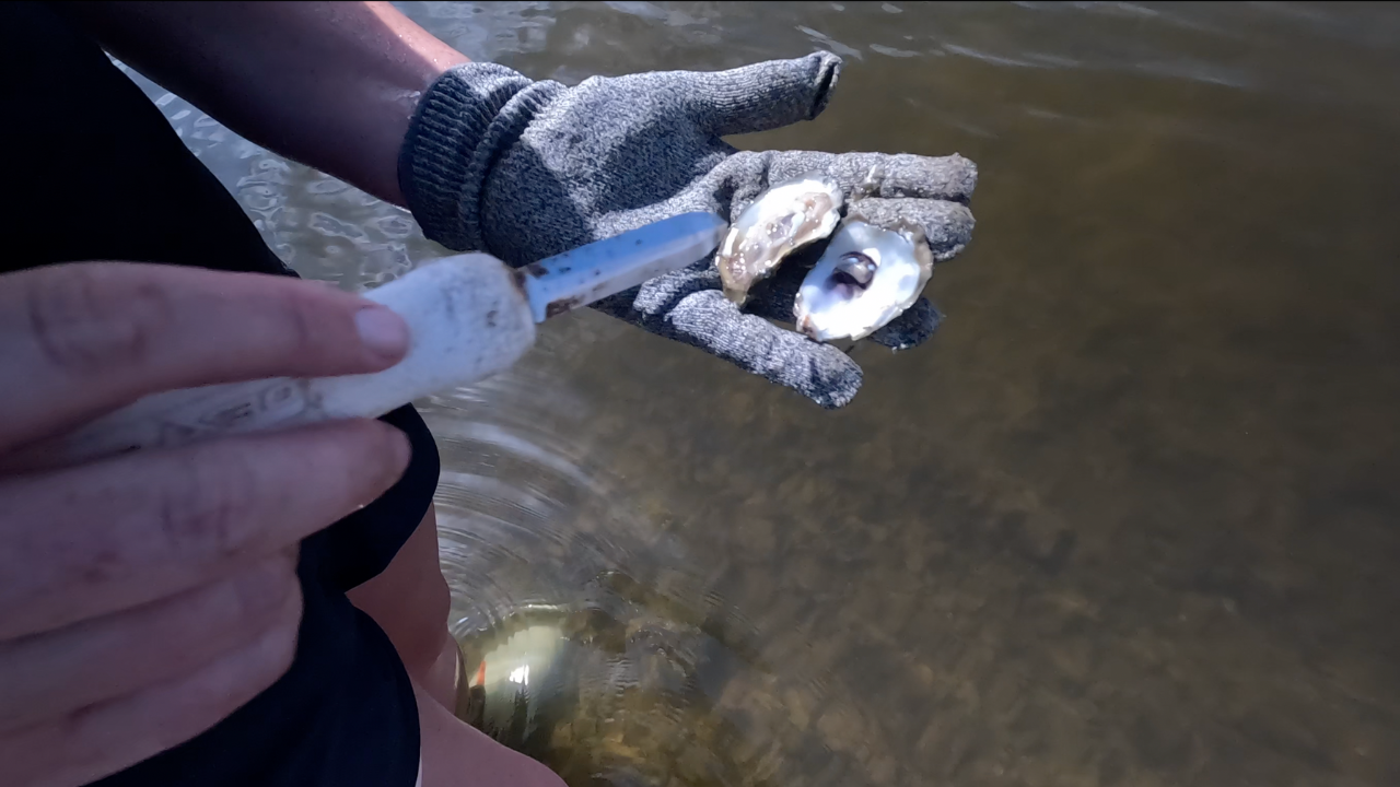 Researchers say rising water temps impacting marine ecosystem