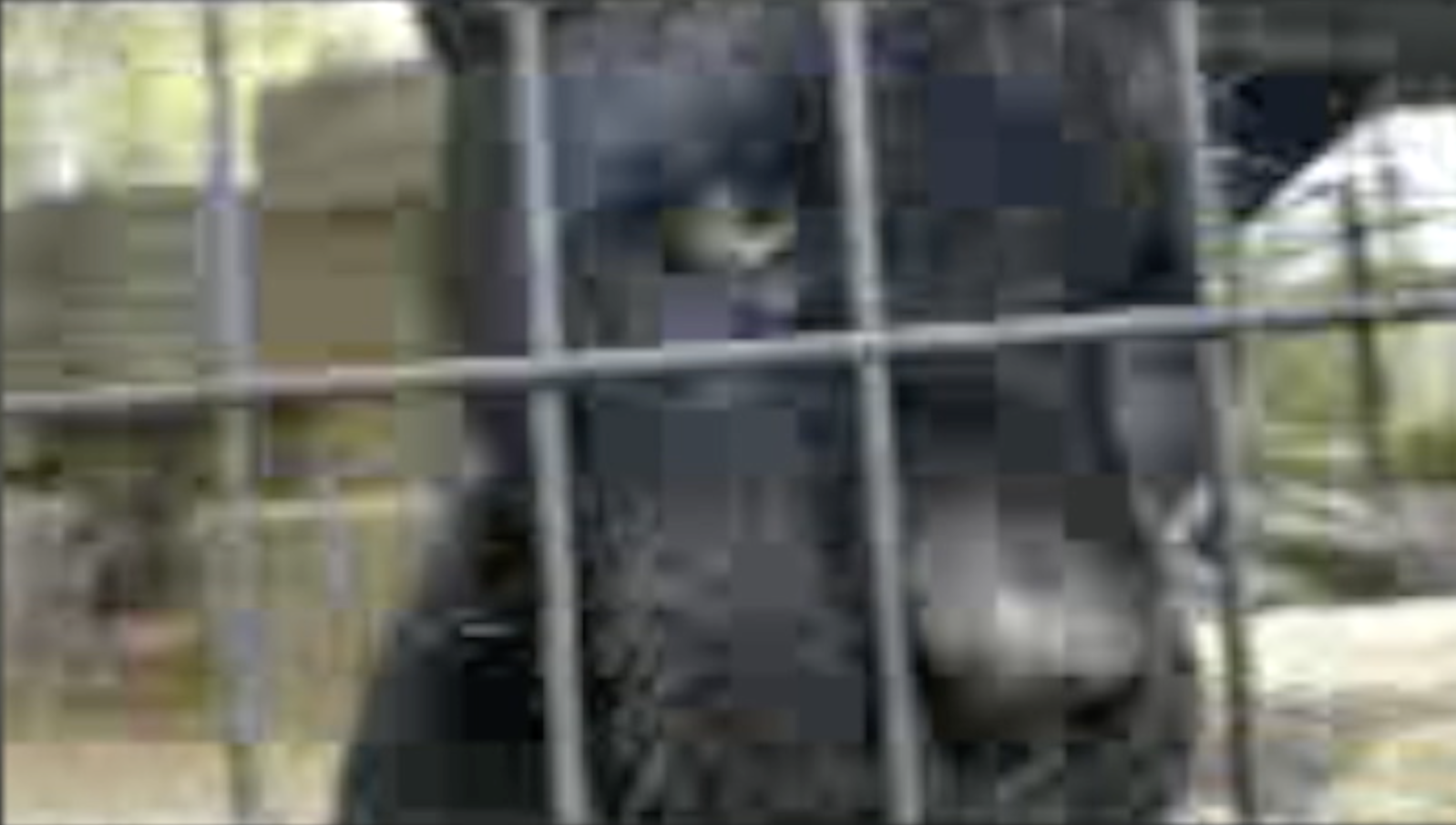 Jaguar at Wildlife World Zoo