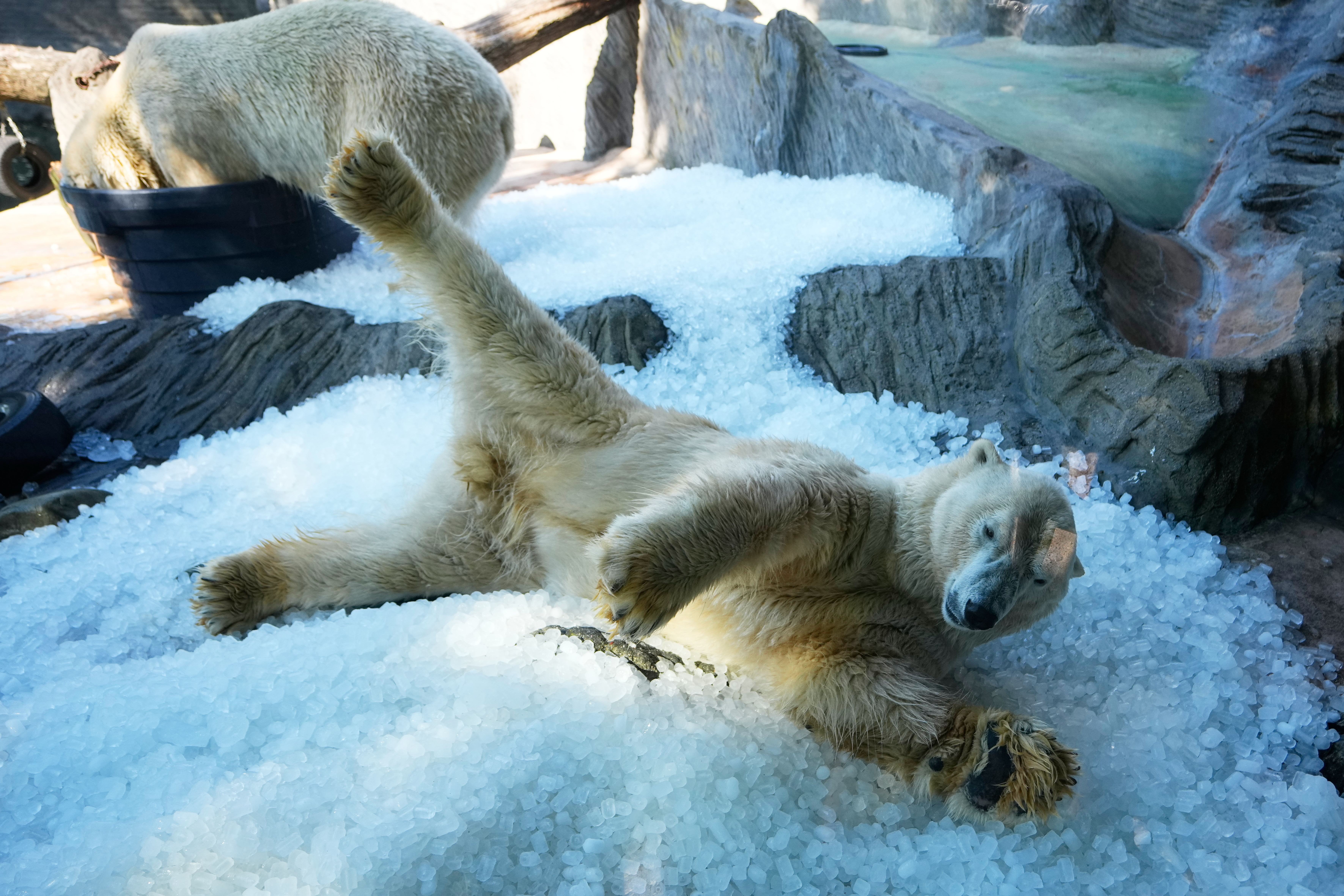 Polar bears cool down on a pile of ice that was brought to theirs enclosure on a hot and sunny day at the Zoo in Prague, Czech Republic, Thursday, July 30, 2026.