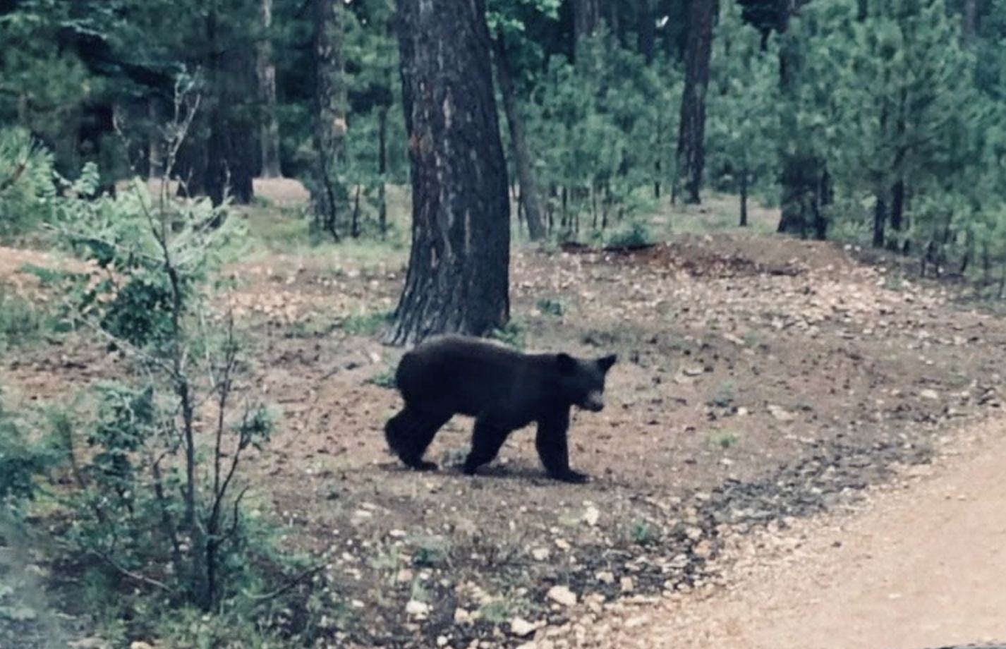 Bear targets Valley family 