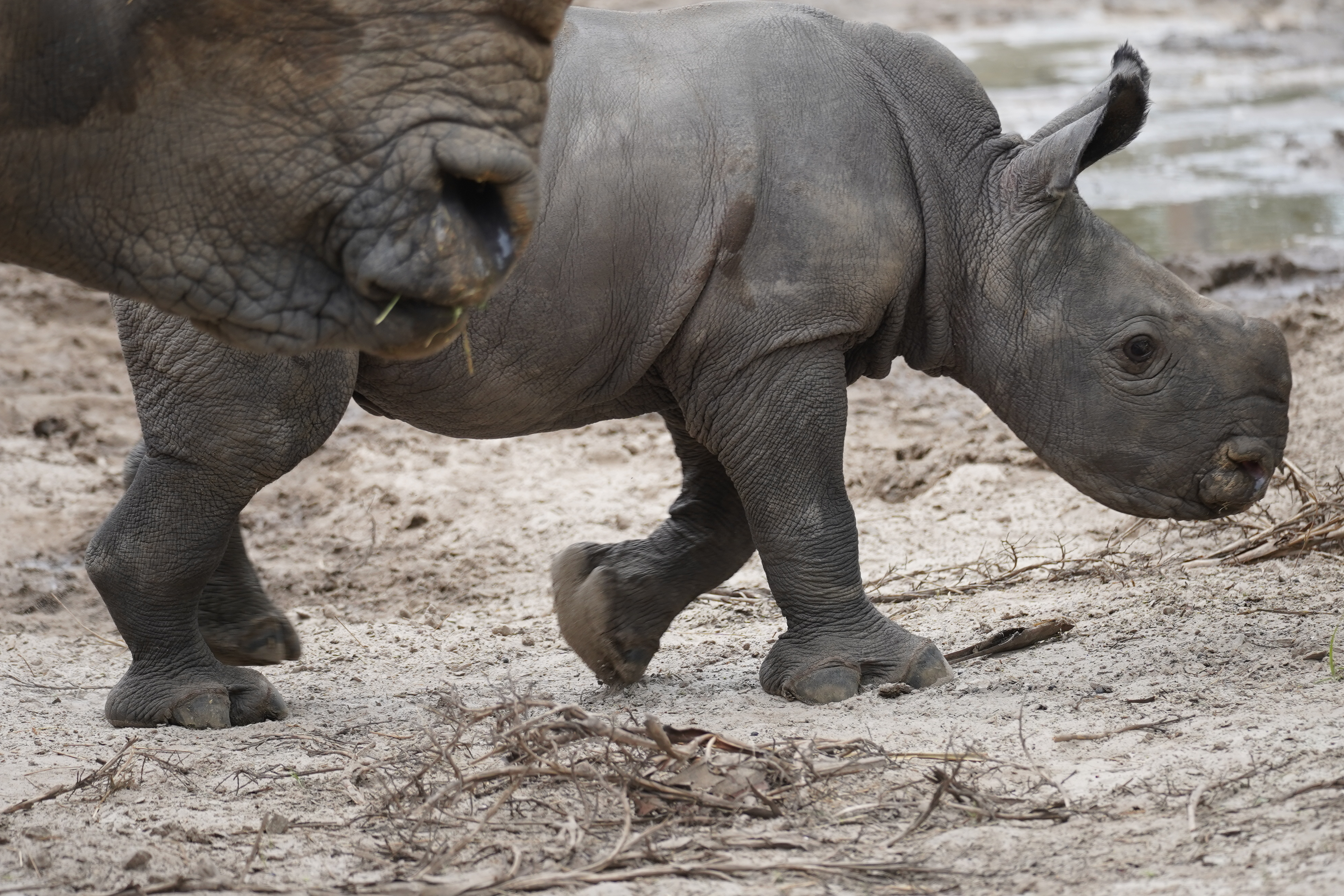 Rhino Calf May 2026 2.JPG
