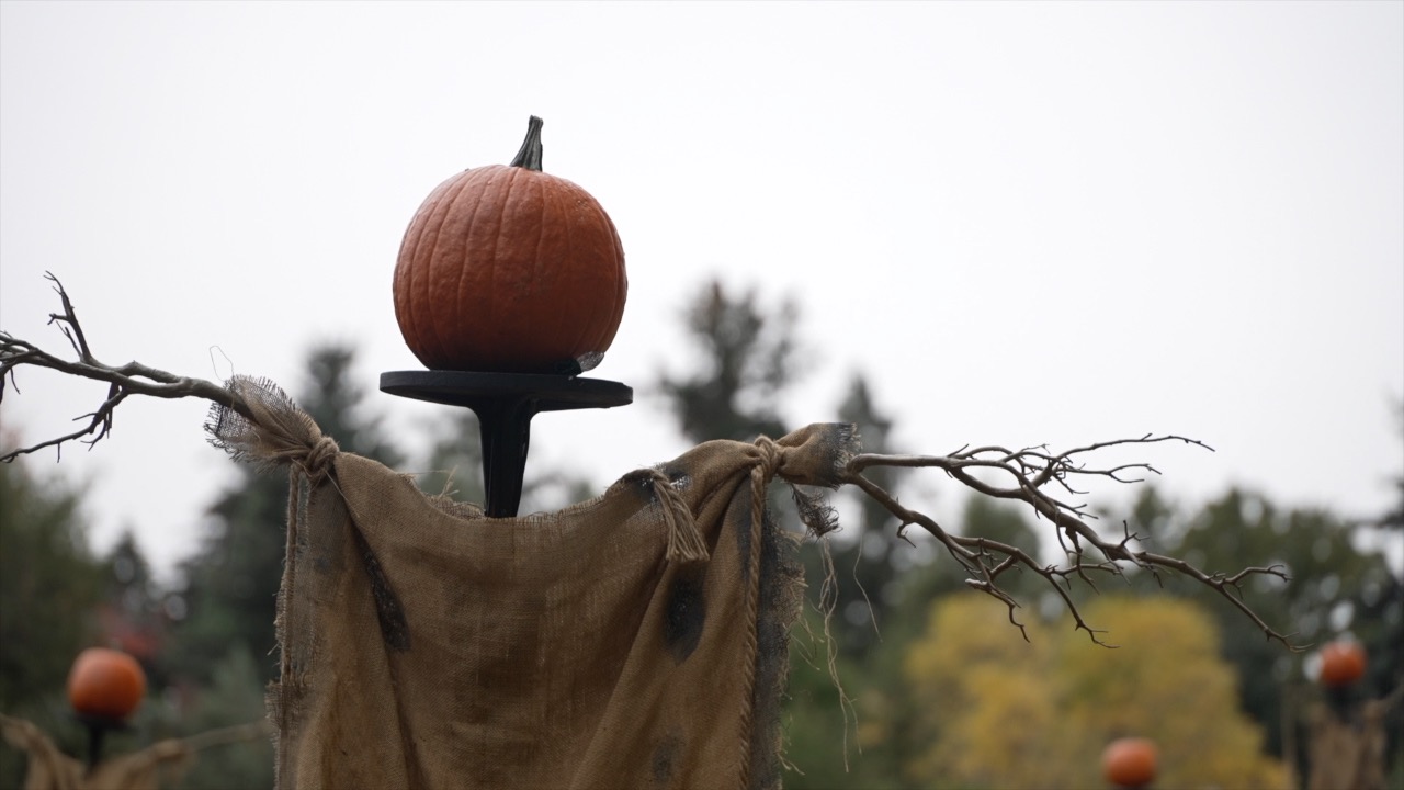 glow in the gardens.jpg