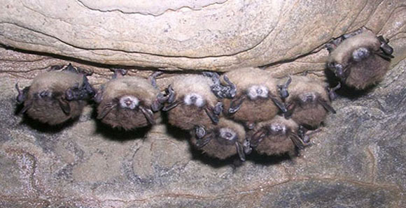 white-nose syndrome in colorado.jpg