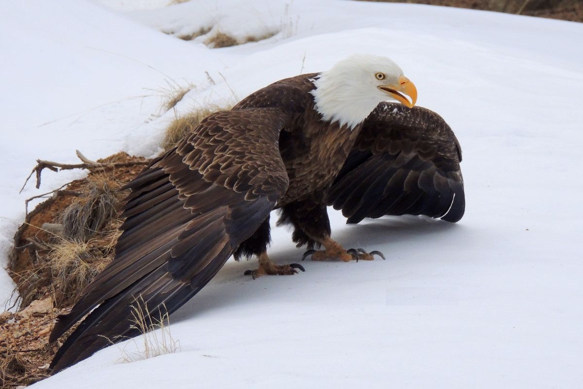 Bald eagle injured at Eleven Mile Canyon