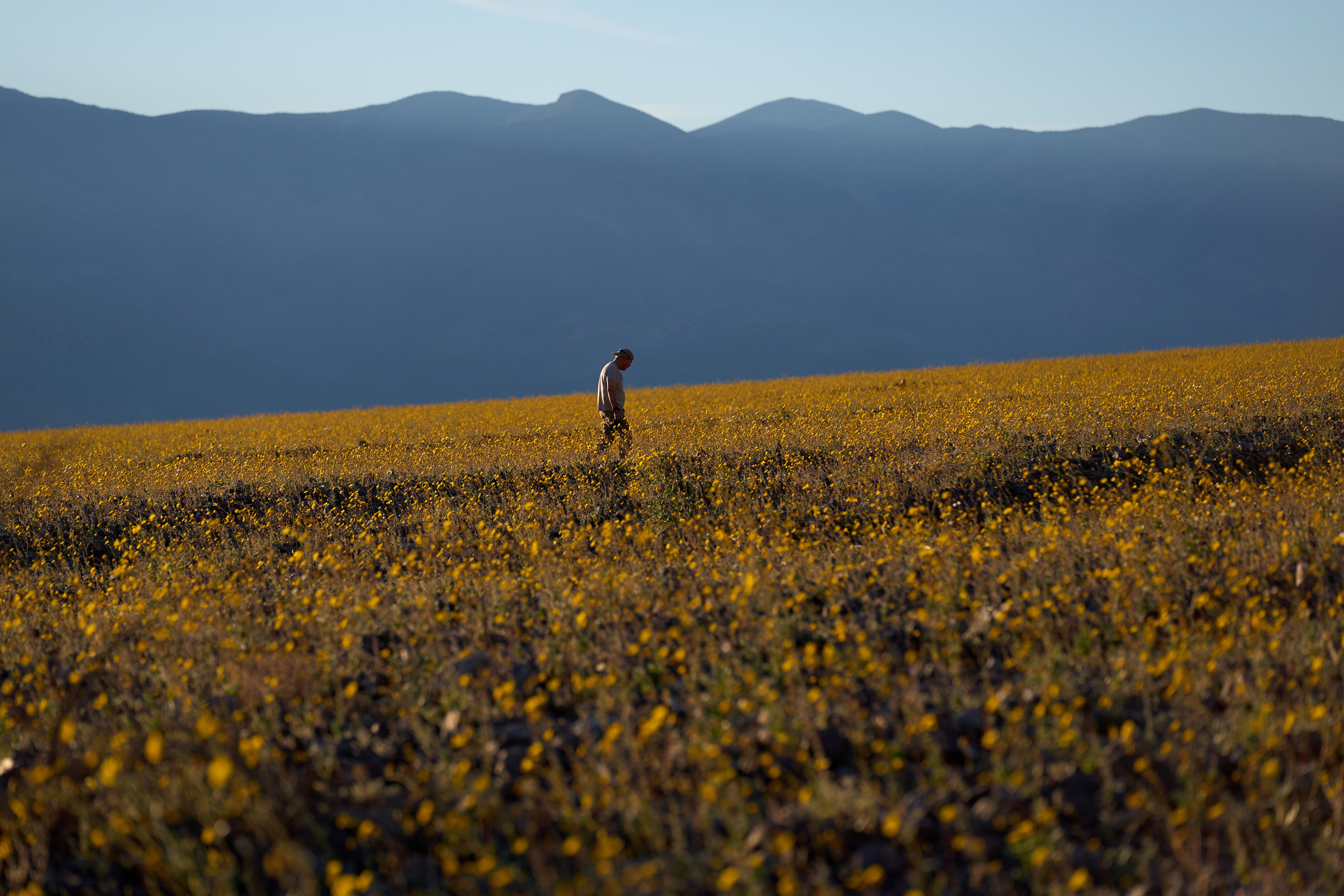 Death Valley Superbloom
