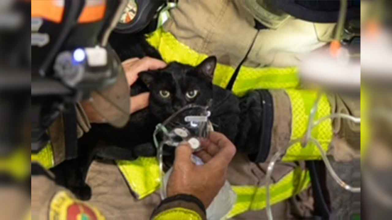 Cat House Fire