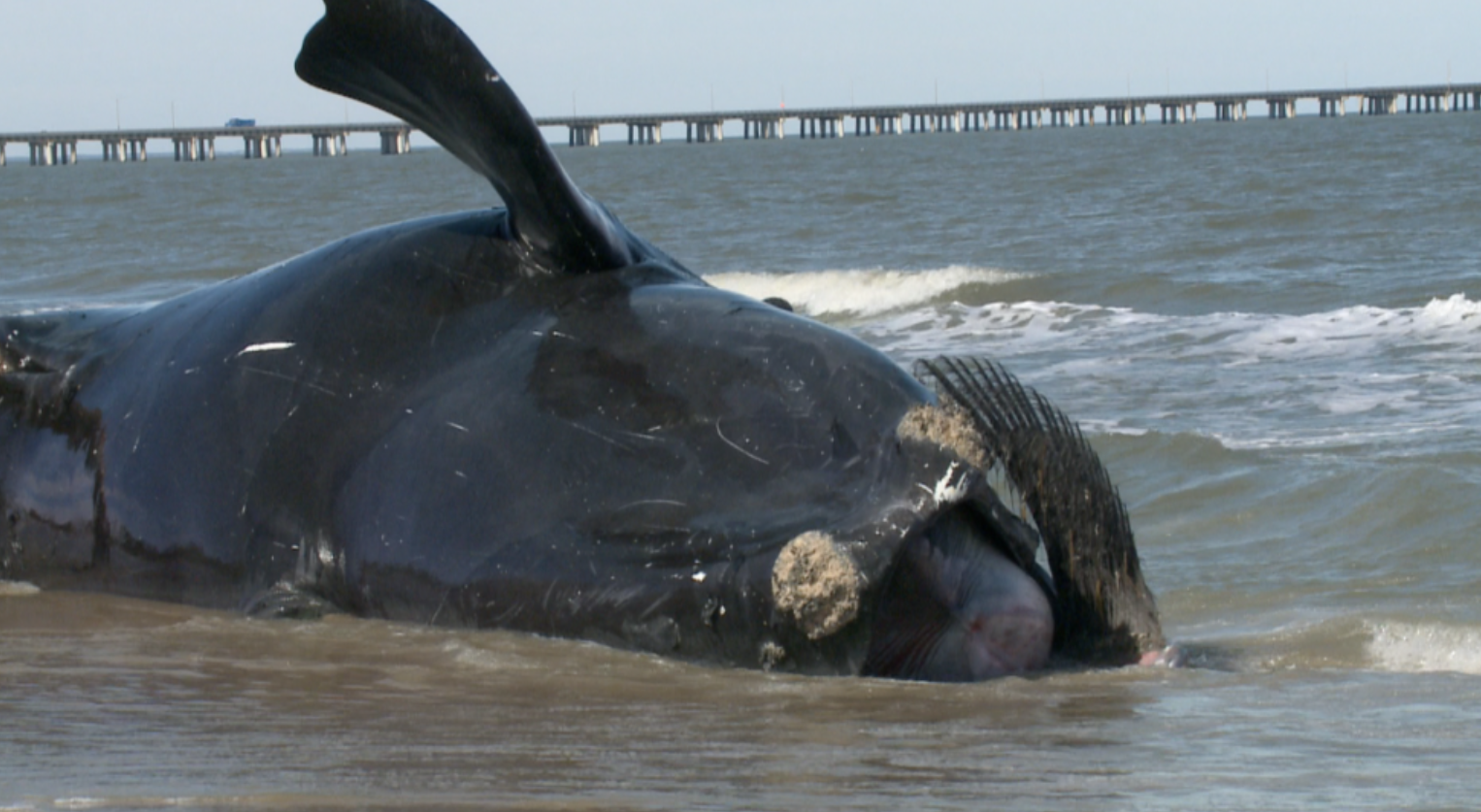 Another endangered whale washes up along Virginia Beach; NOAA investigating