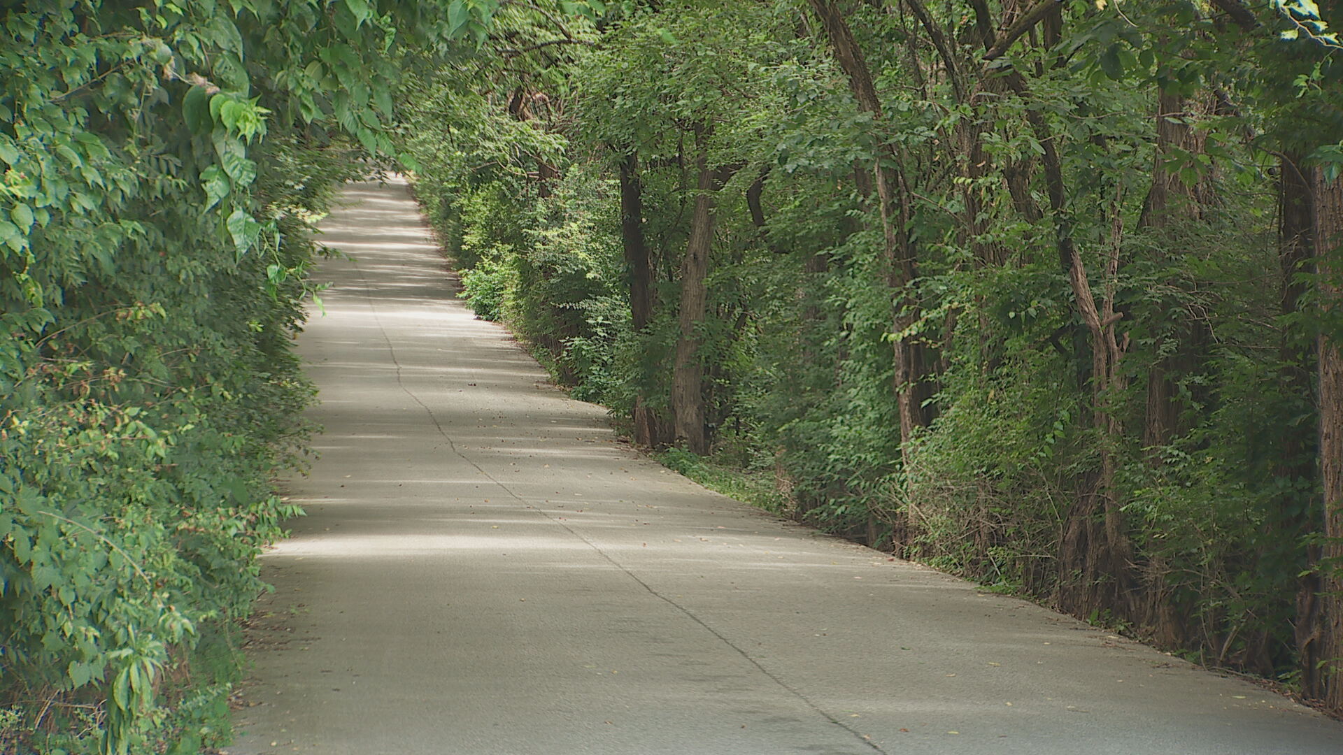 Hillview Lane Tree Tunnel