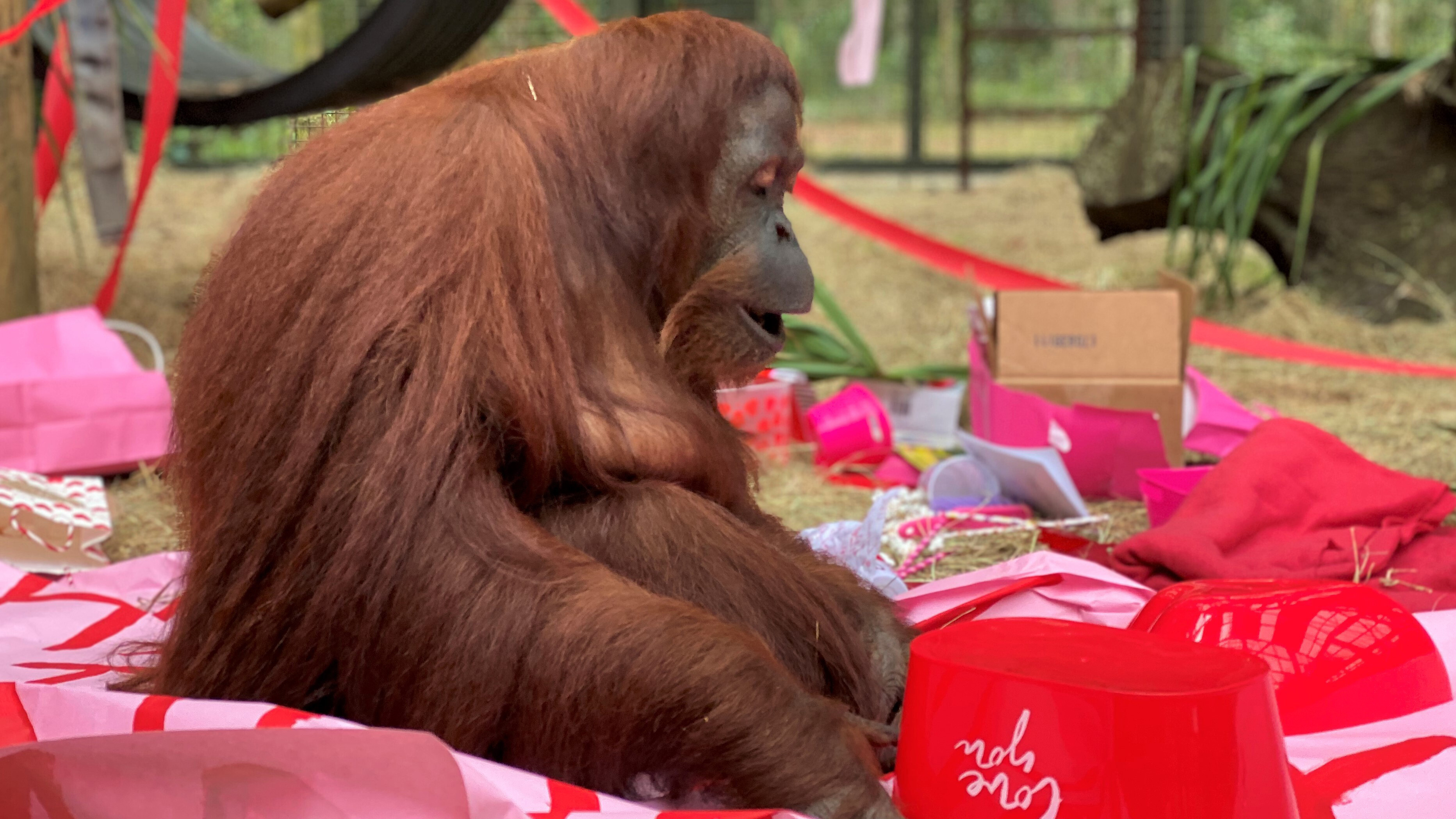 wptv-orangutan
