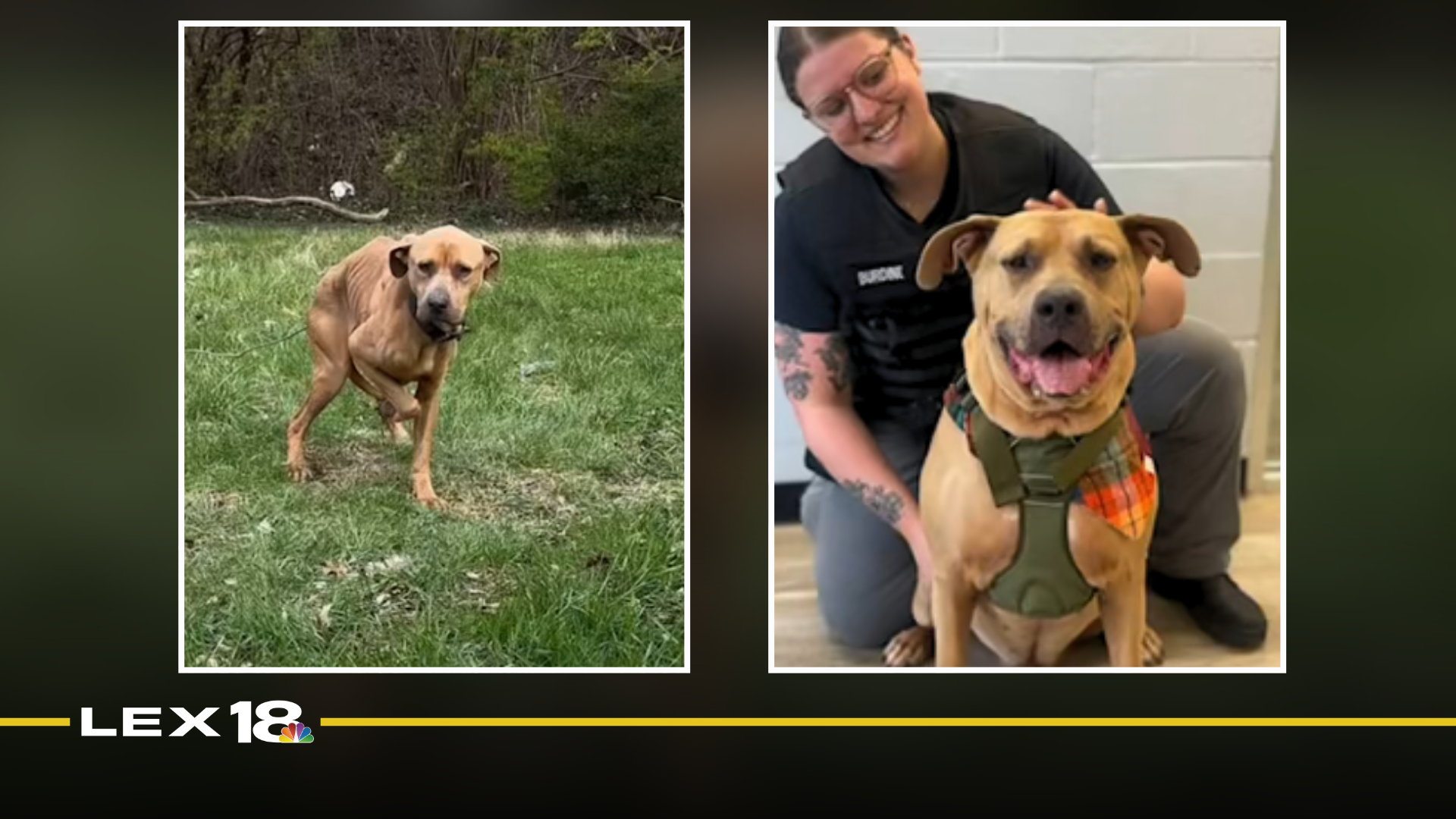 Photos of Prince Ali the dog