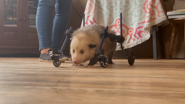 Kewpie the opossum