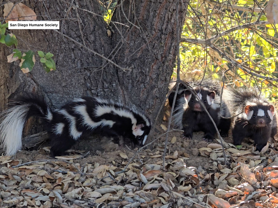 western_spotted_skunks_sdhs.png