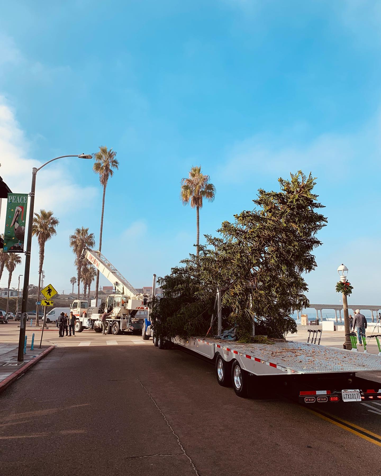 ocean beach crooked christmas tree 2021_4.jpeg