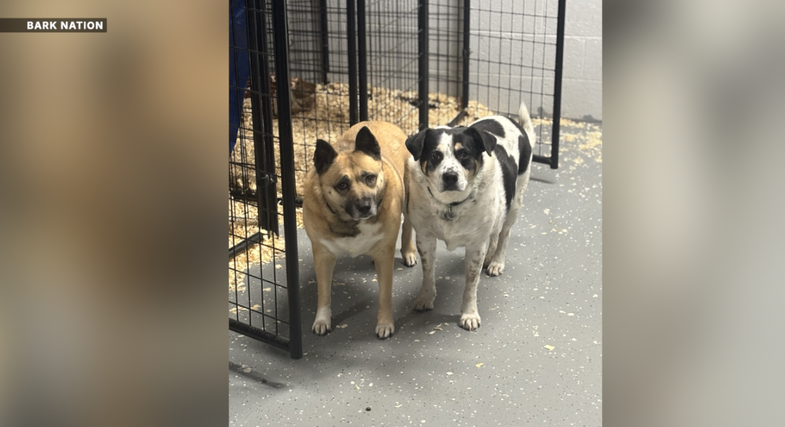 Screenshot 2026-02-06 at 5.46.49 PM.png