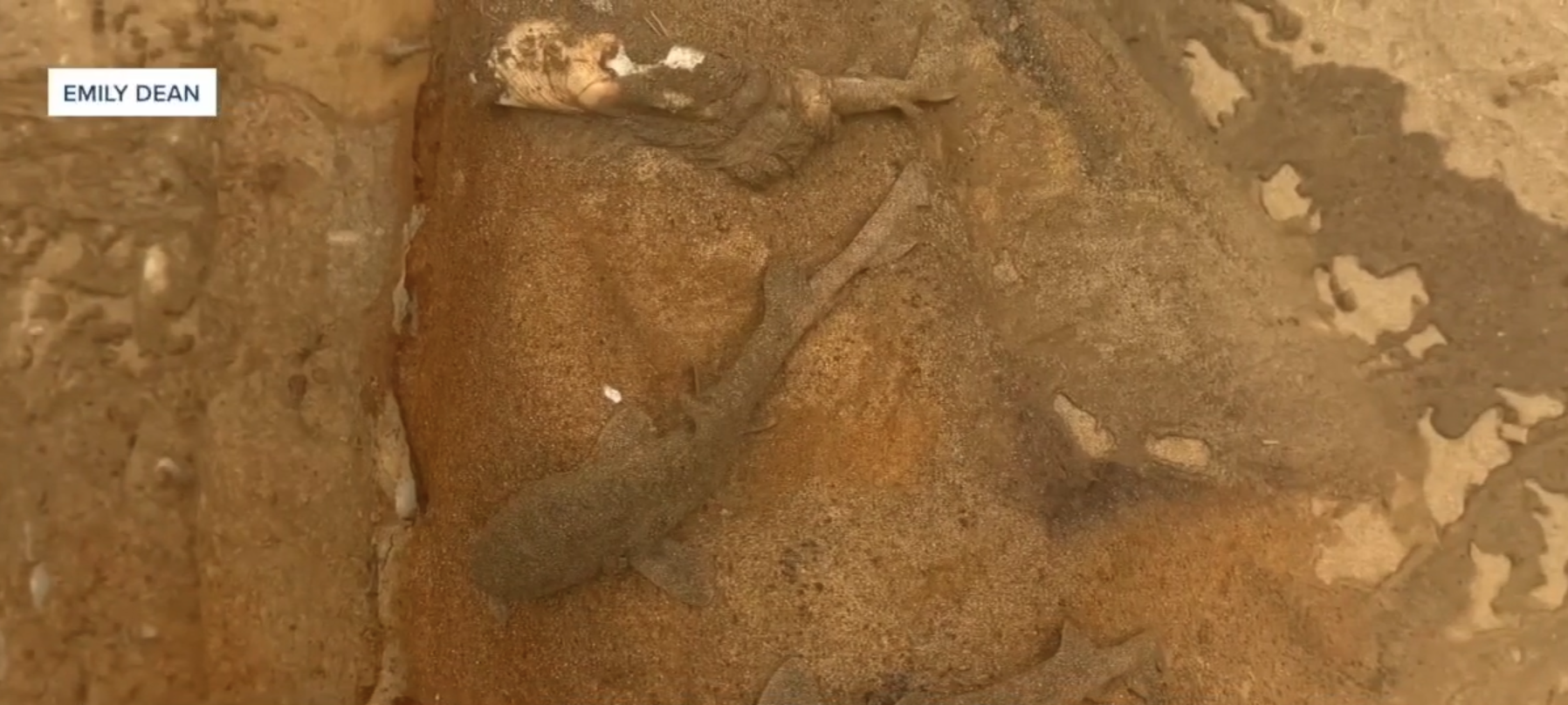 Leopard sharks found dead by coast 