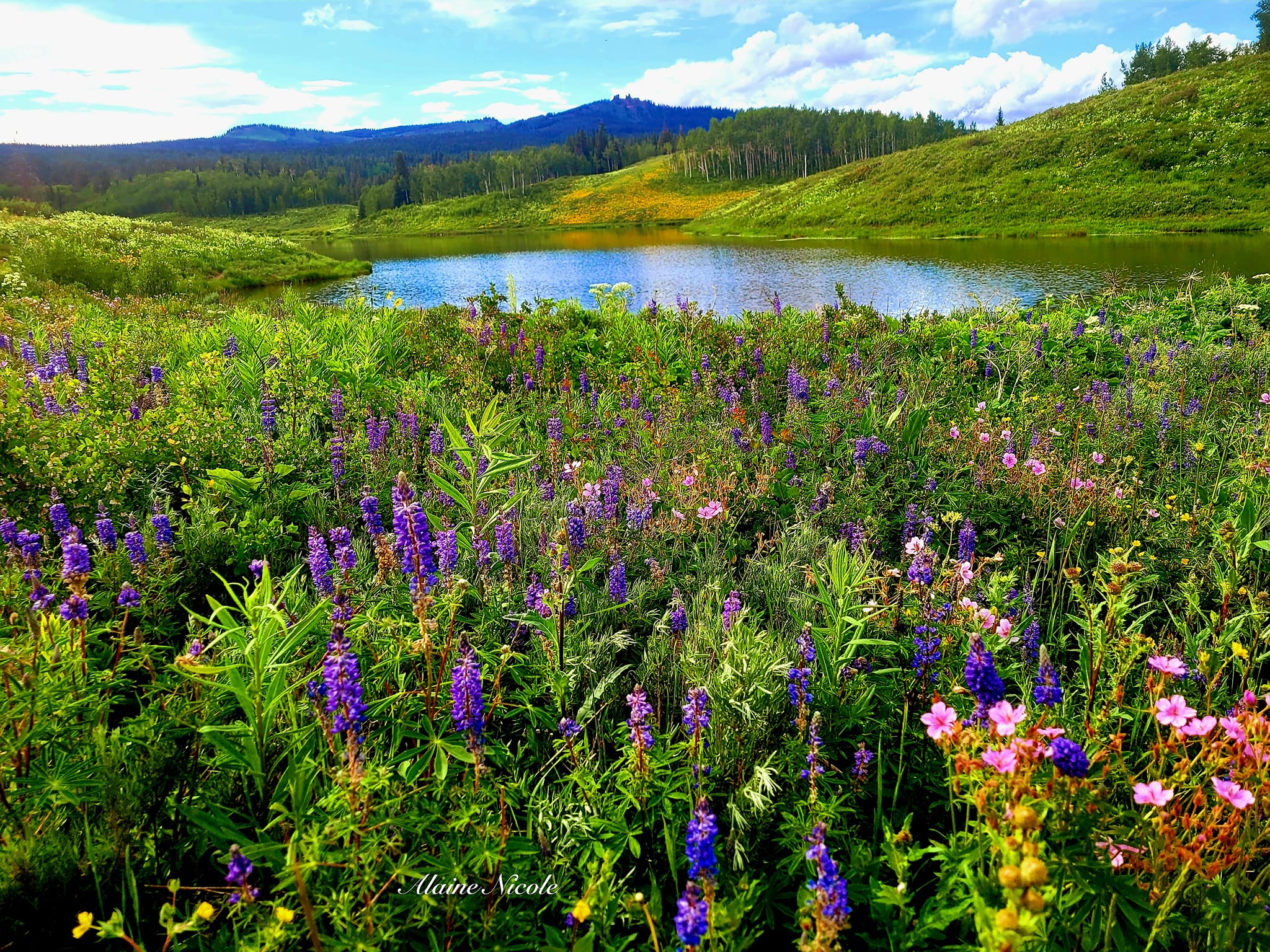 wildflowers_Alaine Nicole
