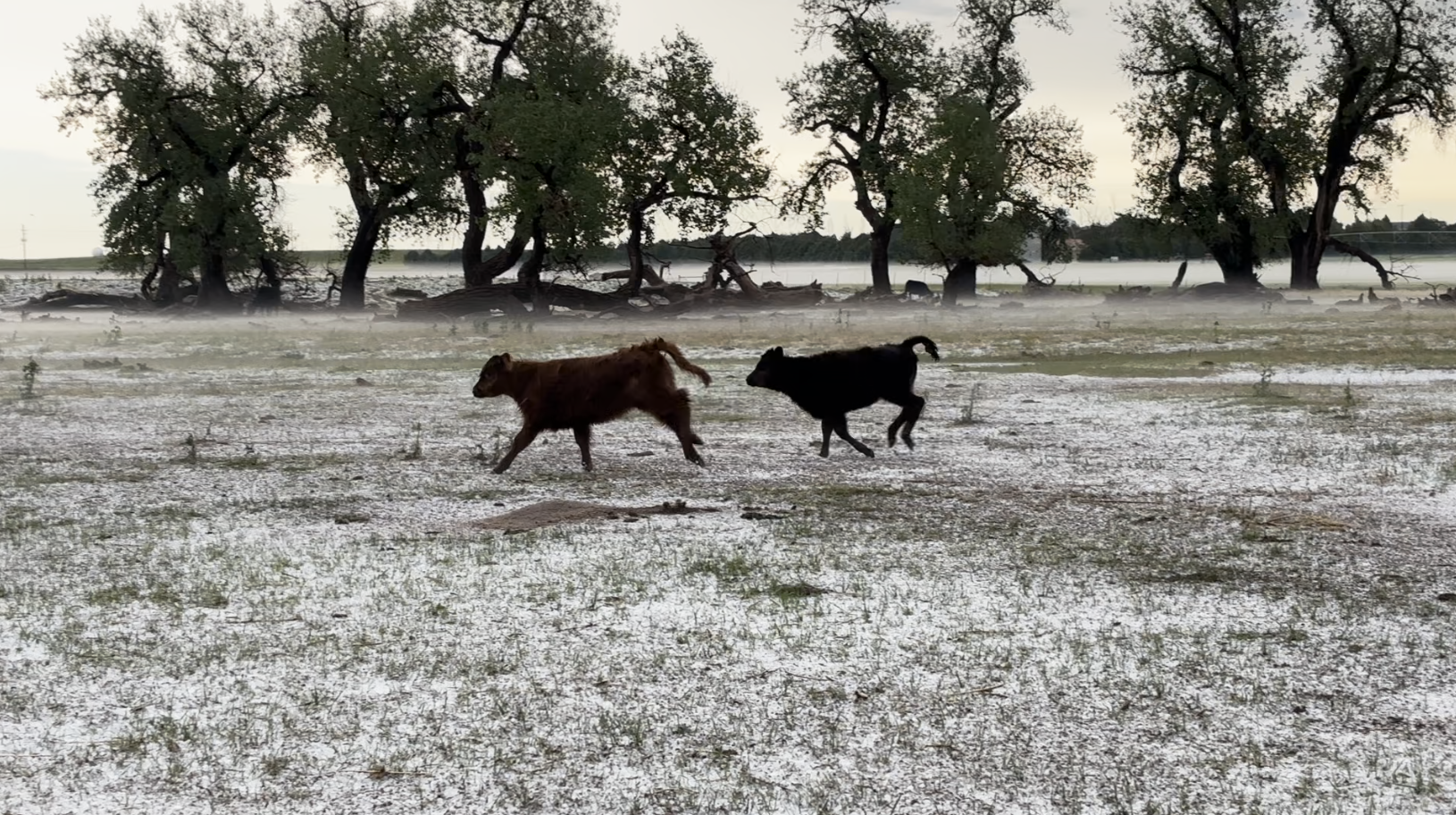 'This storm is the worst I've seen': Hail pummels Eastern Colorado farm