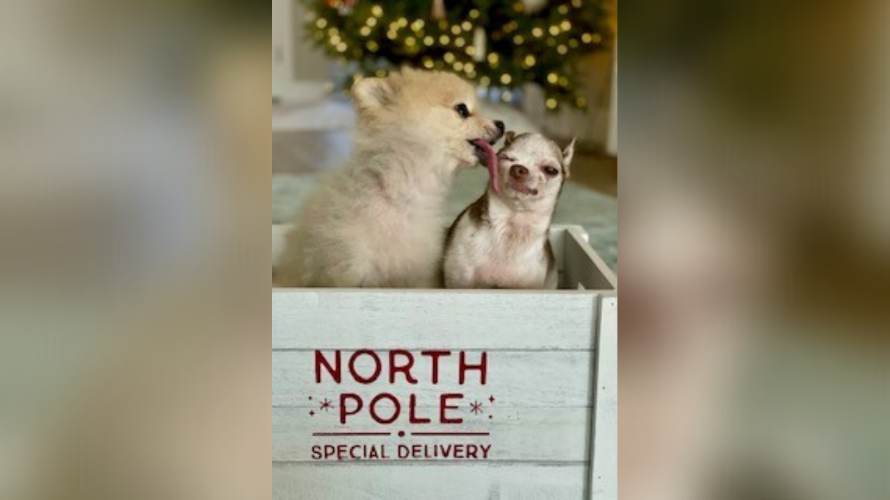 Yoshi and Ace Tullys Tails.png