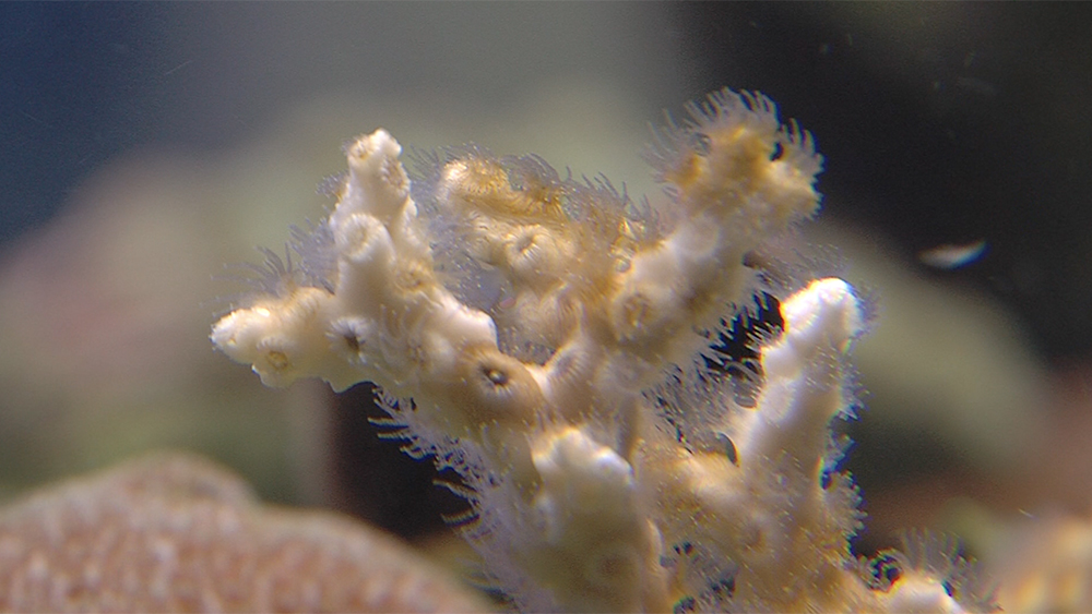 WPTV-FLORIDA-CORAL.jpg