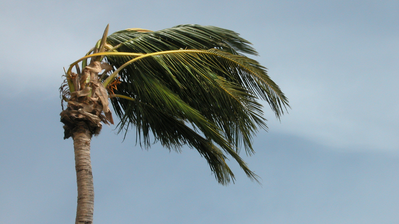 Palm tree in storm