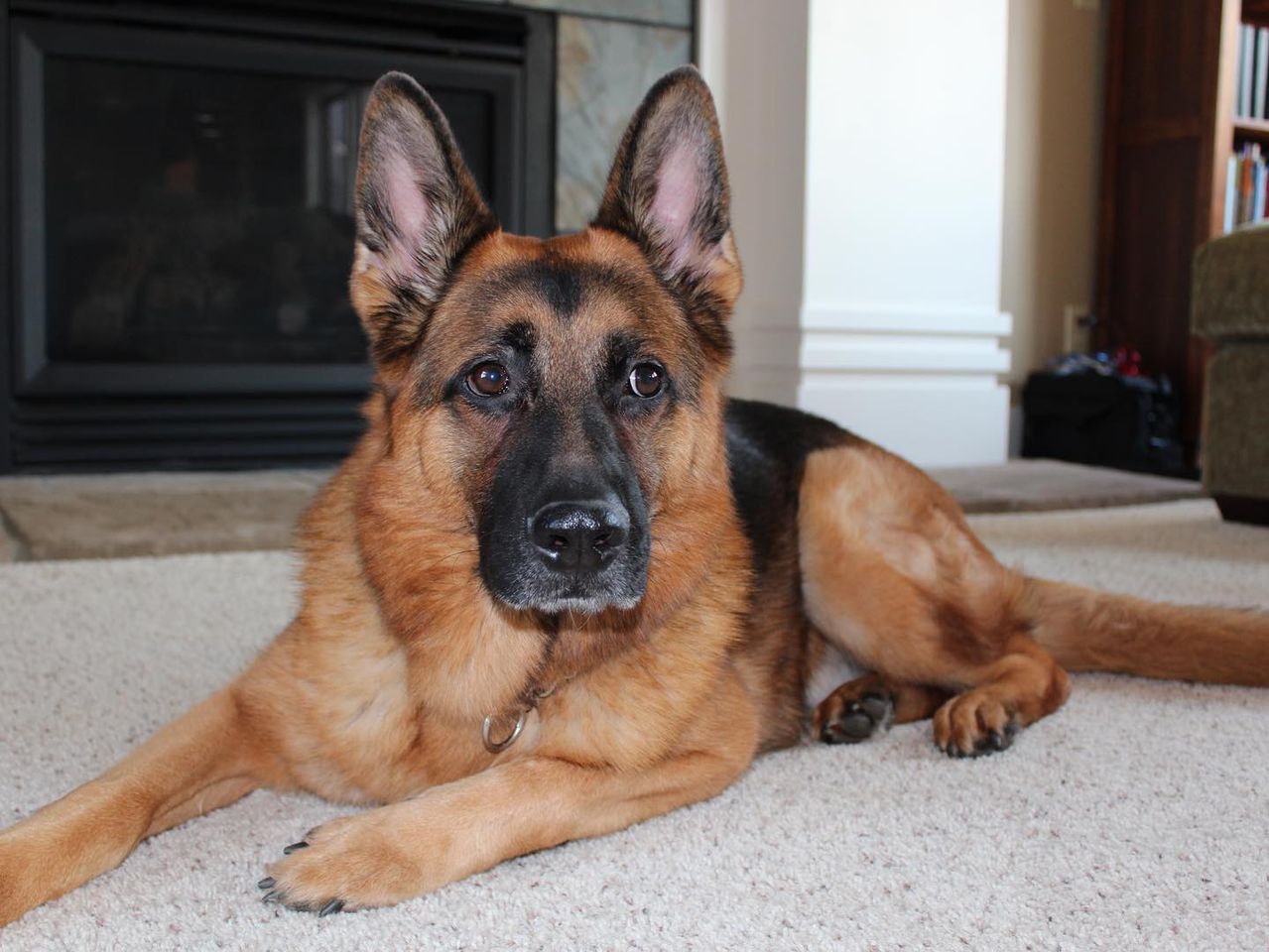 Retired K-9 Max