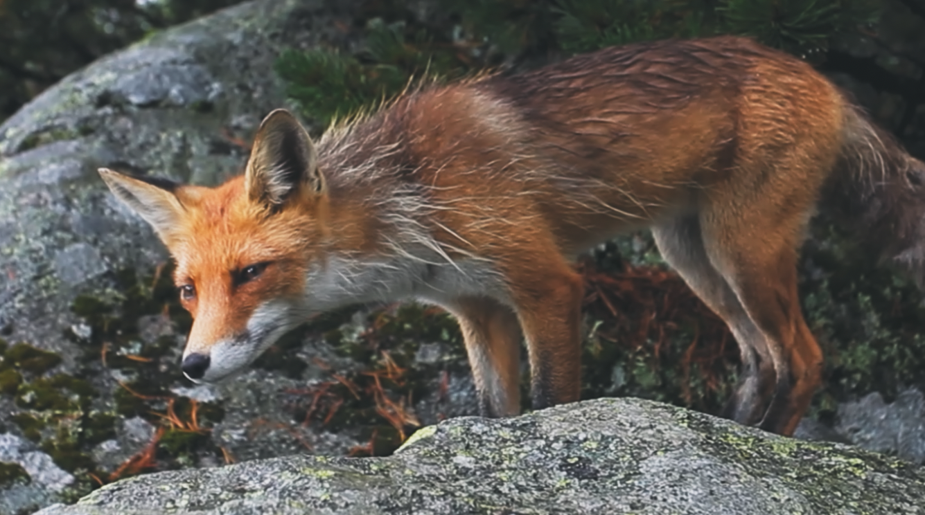 wild red fox