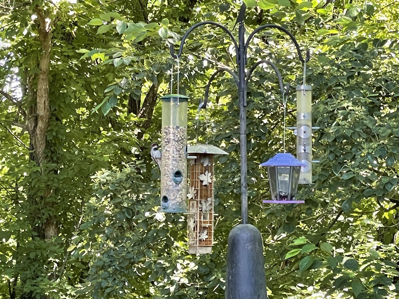 Bird feeder.jpg