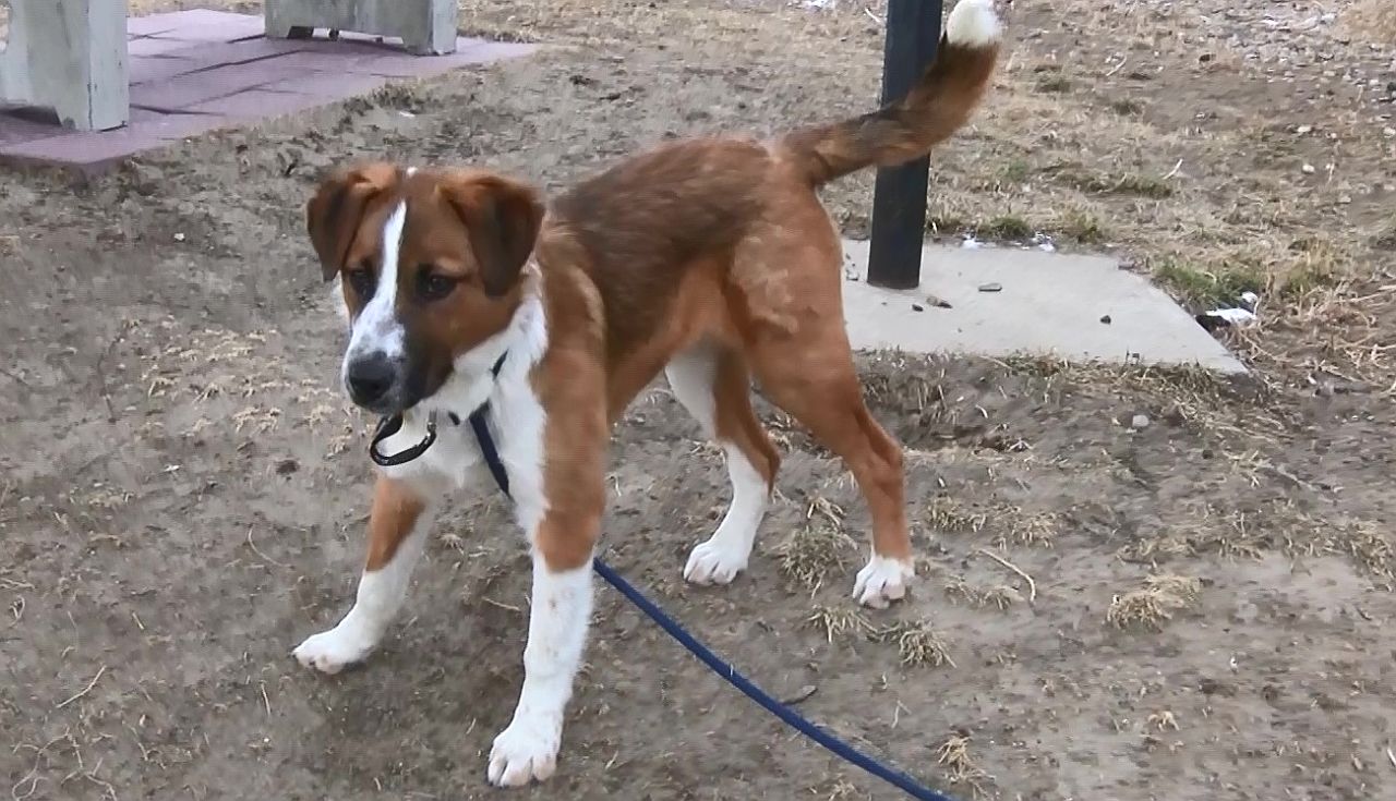 Weekly Wag: meet Rip