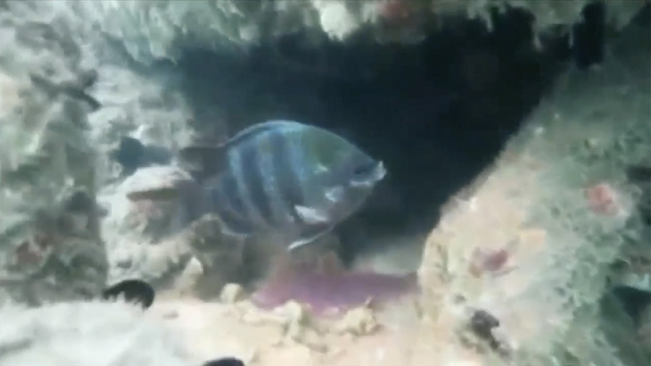 WPTV-FLORIDA-REEF.jpg