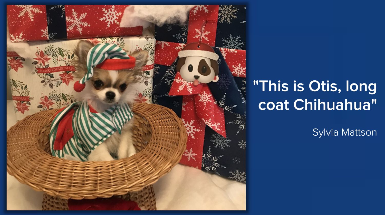 Holiday Pets & Christmas Trees!