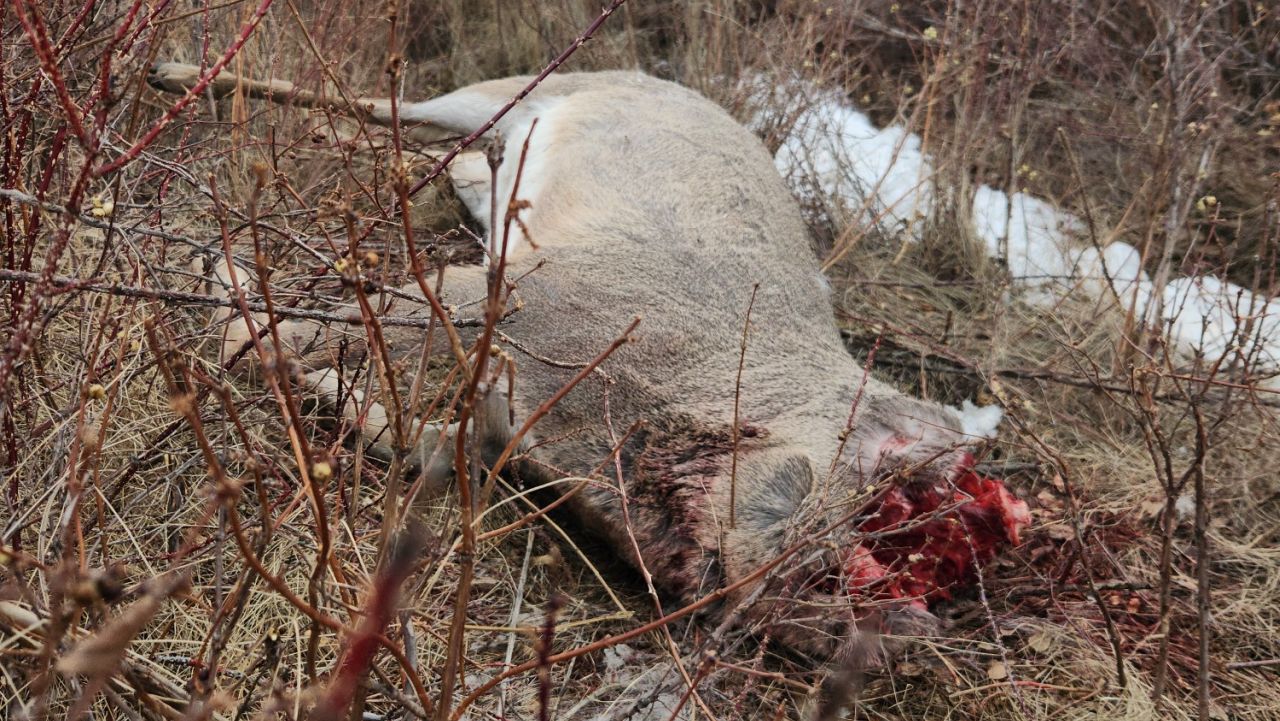 A bull elk and whitetail buck were shot, had their heads removed, and were left to waste in southern Blaine County.