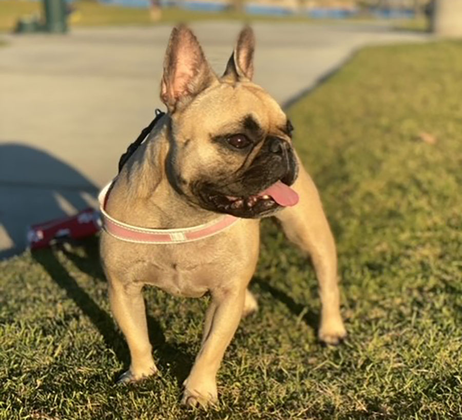 lilikoi_french_bulldog.jpg
