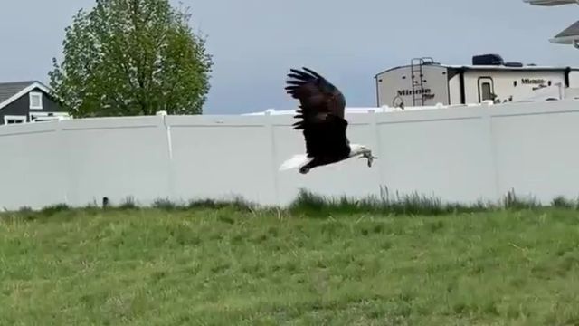 Viewer video: an eagle in Great Falls