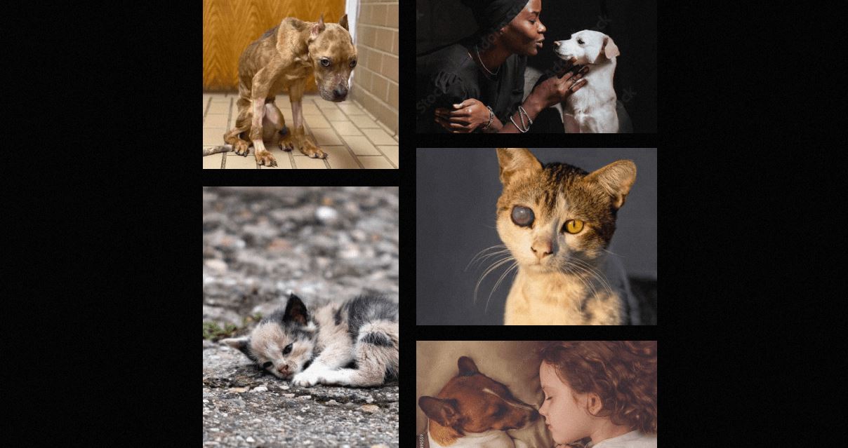 Protect MI Pets