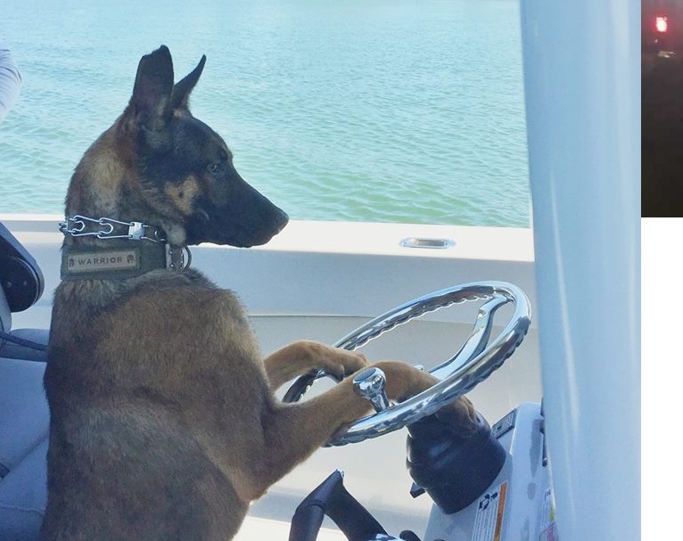 K9 Sparta.jpg