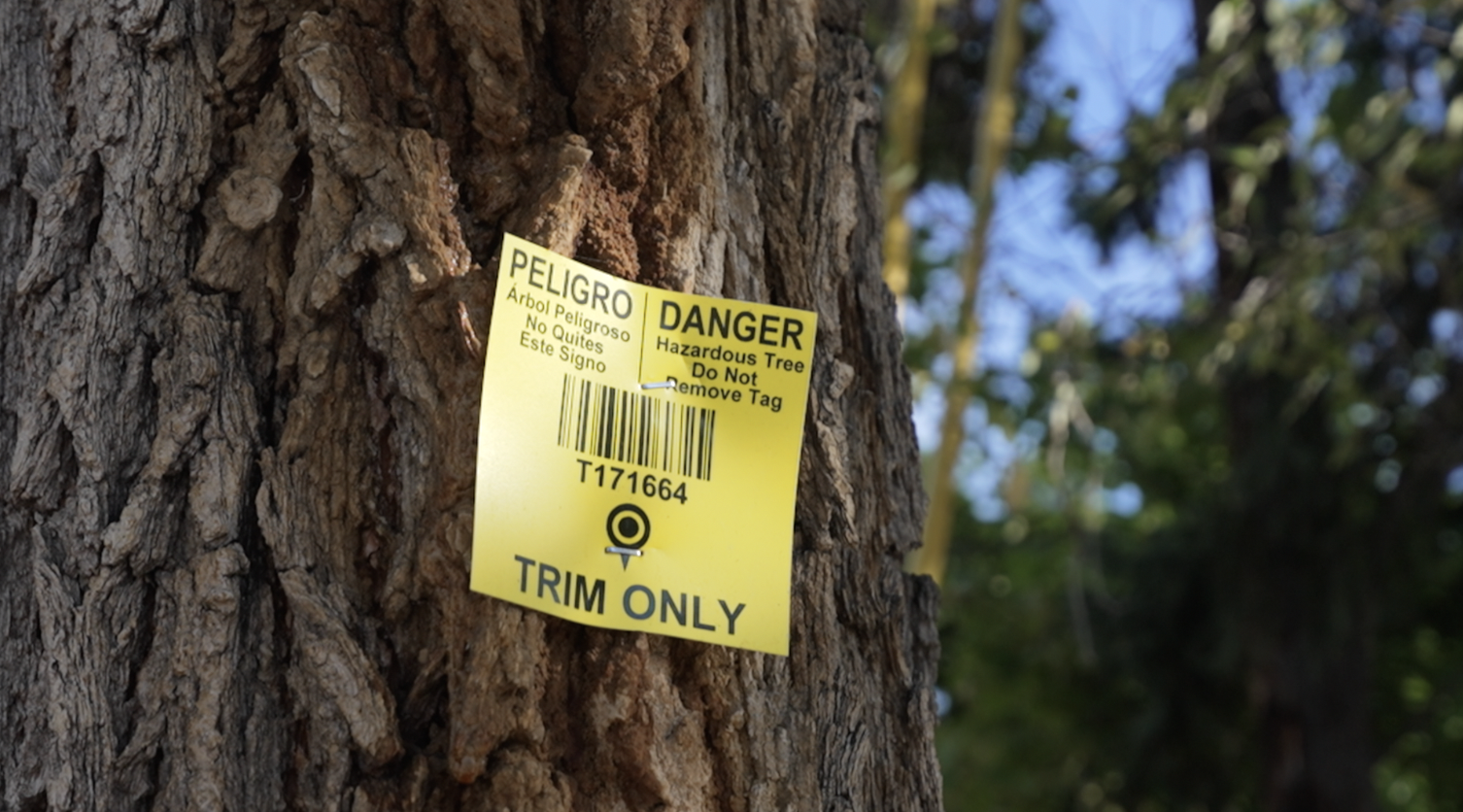 tree tag