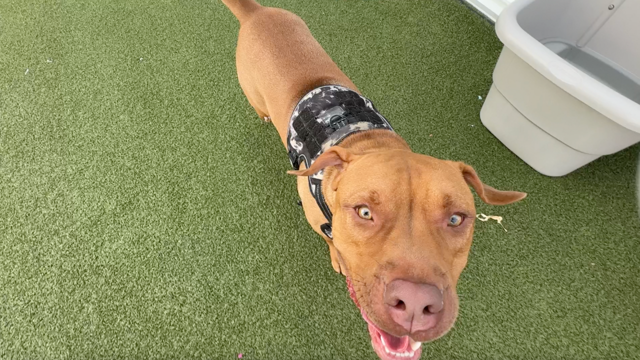 Humane Society of Tampa Bay