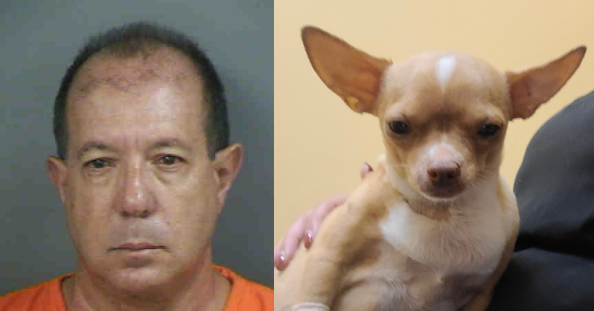 SugarChihuahua.jpg