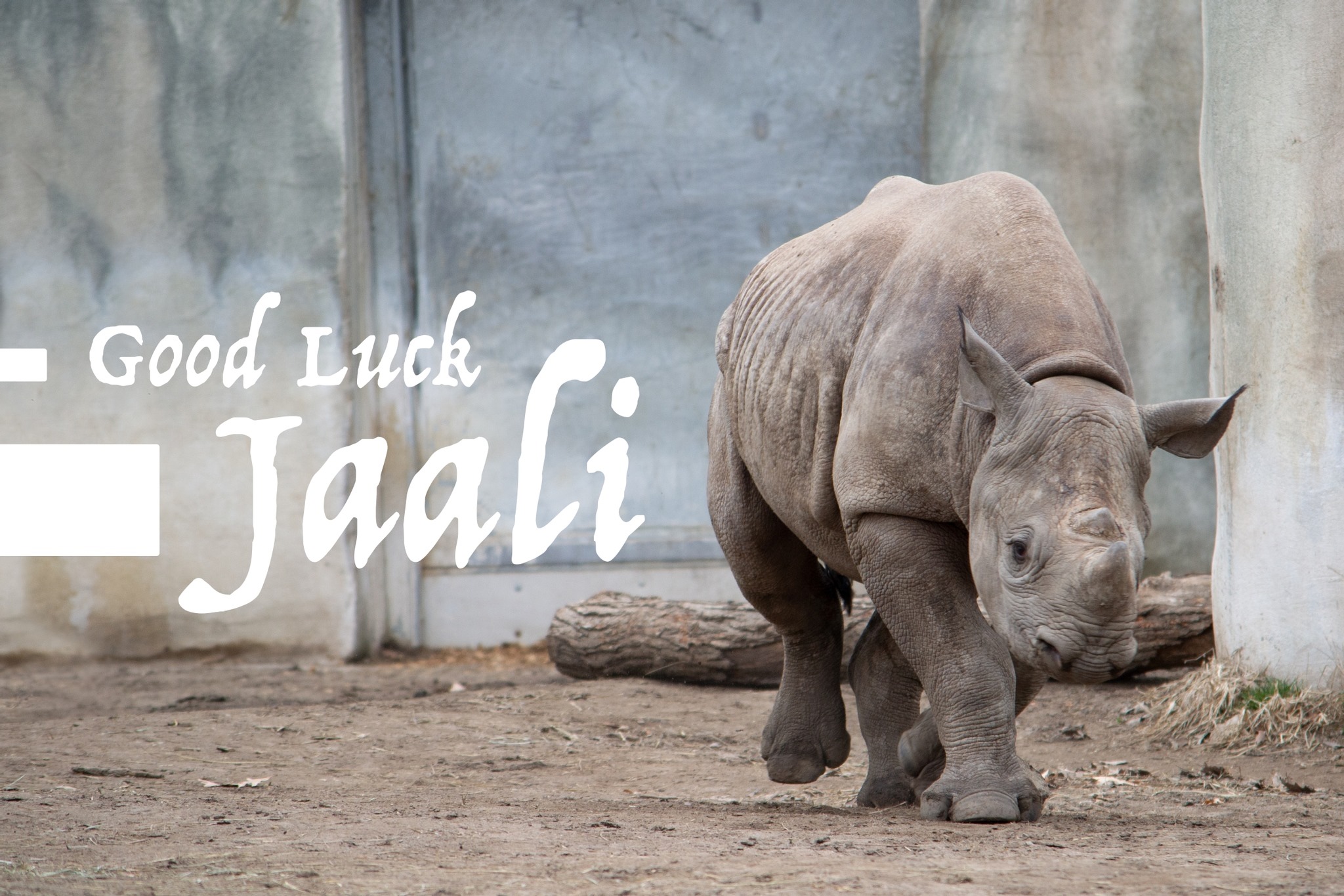 Jaali the Black Rhino, Potter Park Zoo