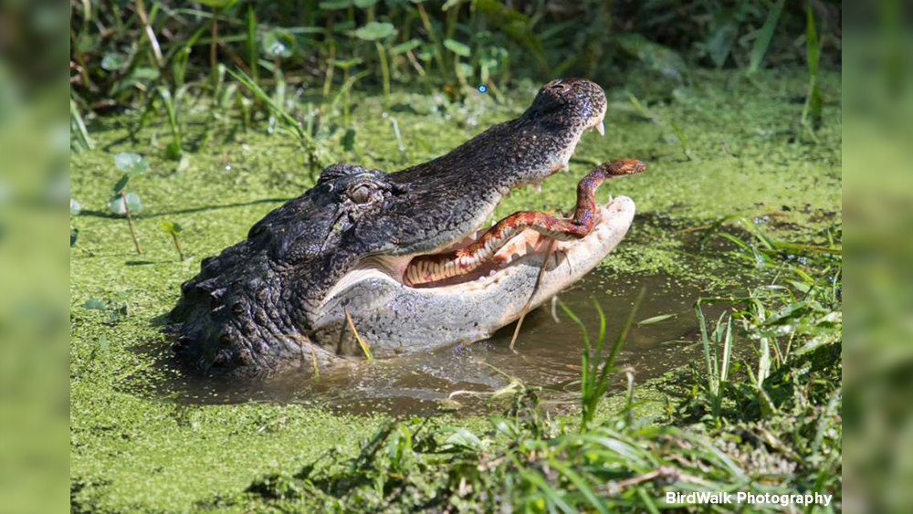 gator-circle-b-birdwalk-photography-3.png