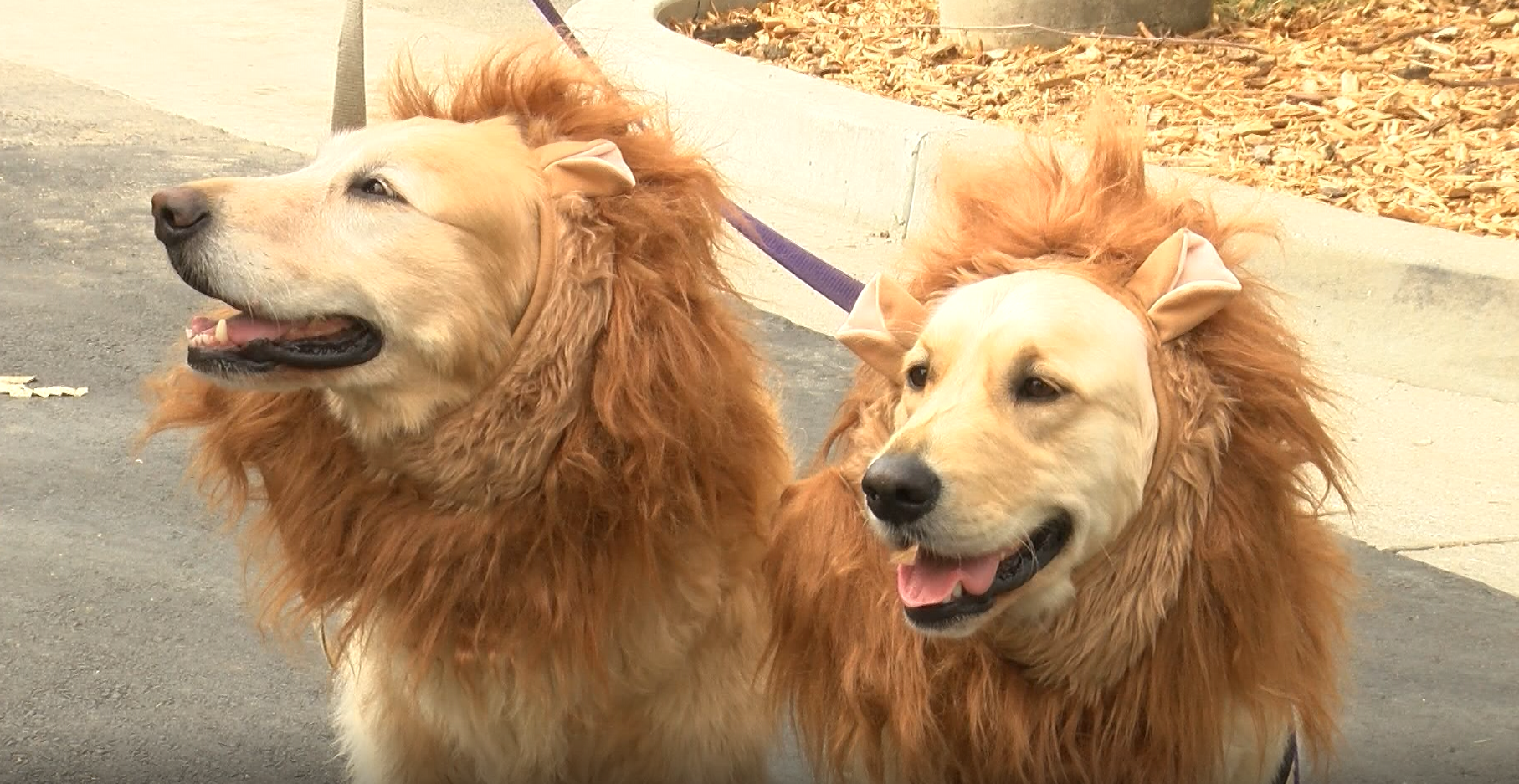 The Woods Humane Society organized its first ever Wiggle Waggle Fall Festival. 