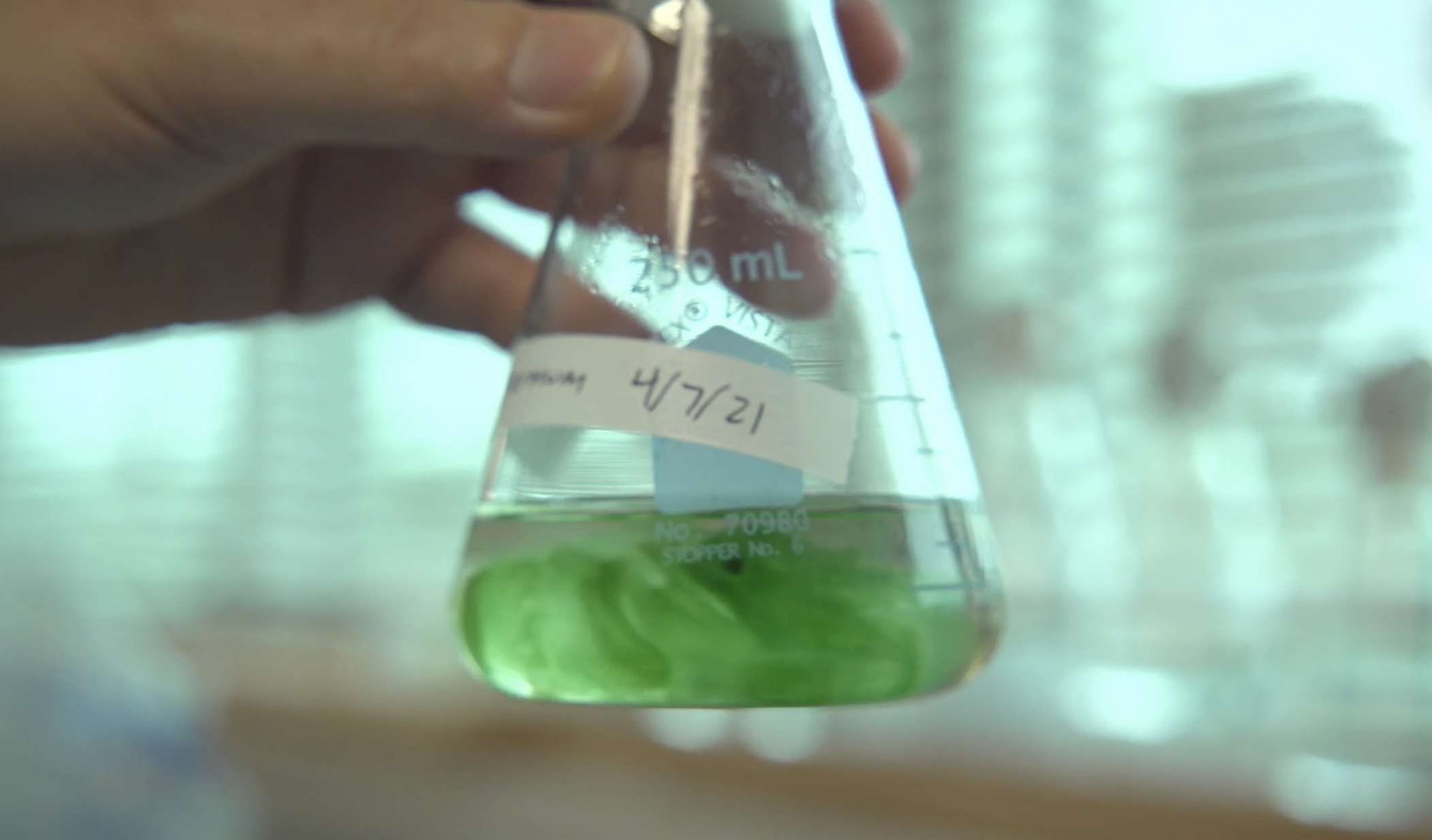 Toxic blue-green algae, also known as cyanobacteria, are ancient organisms. Scientists say they have been on Earth for about 3.5 billion years.